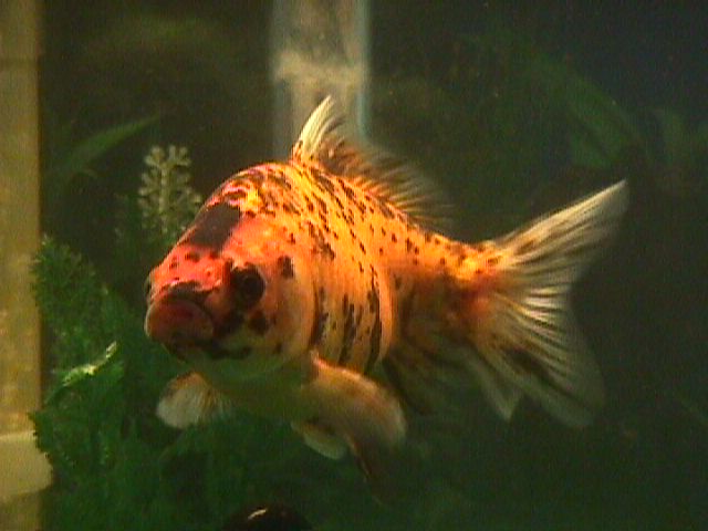 mvc-004f.jpg (39825 bytes)