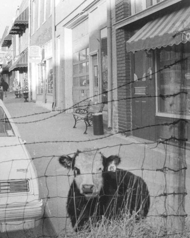 cow.bmp (573638 bytes)