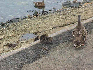 mvc-001f.jpg (83802 bytes)