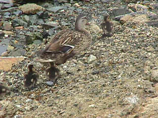 mvc-002f.jpg (99467 bytes)